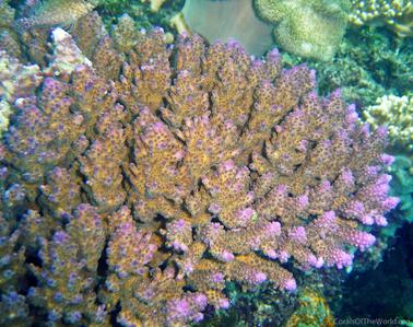 CotW: Acropora cophodactyla