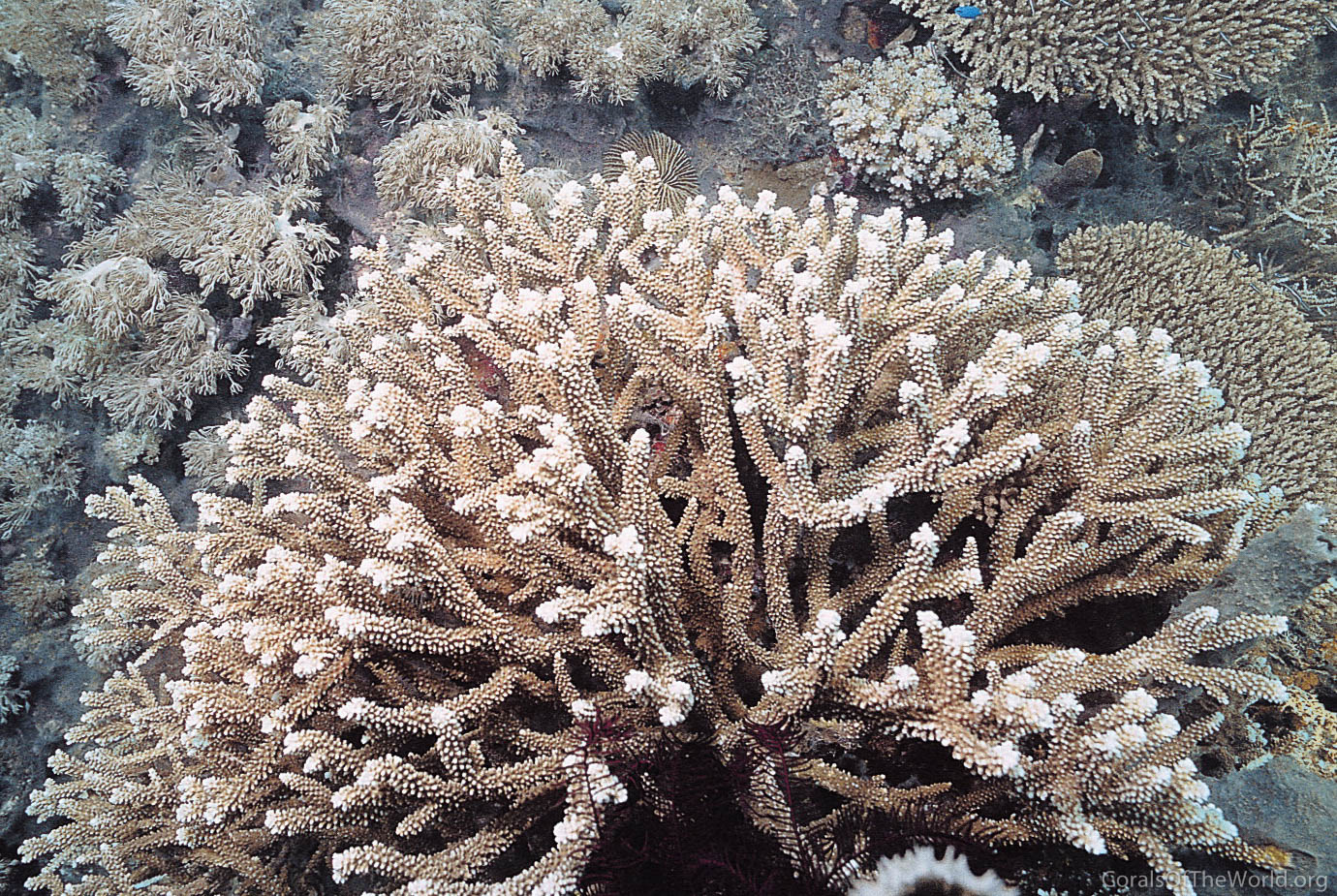 Acropora copiosa