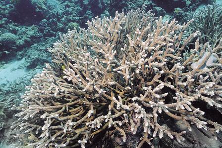 CotW: Acropora copiosa