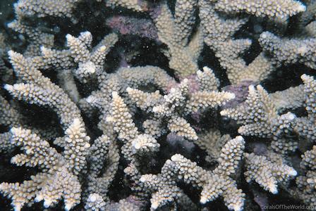 CotW: Acropora copiosa
