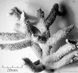 CotW: Acropora copiosa