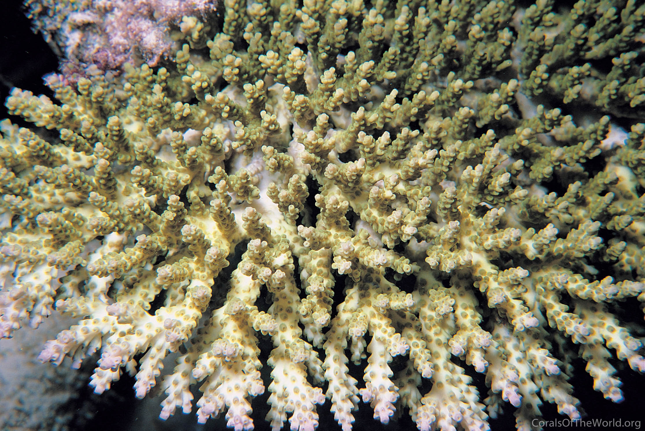Acropora cytherea