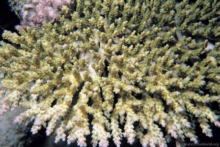 CotW: Acropora cytherea