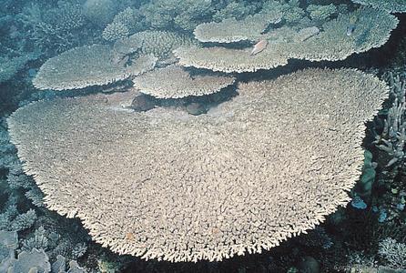 CotW: Acropora cytherea