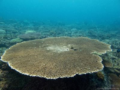 CotW: Acropora cytherea