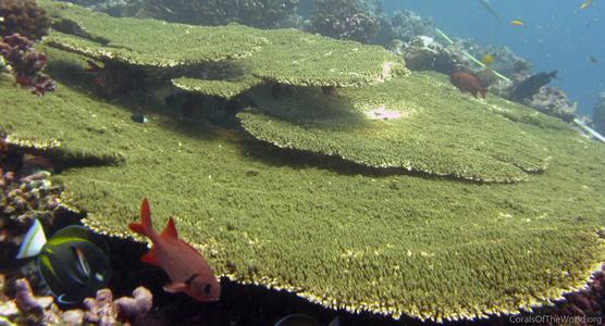 CotW: Acropora cytherea
