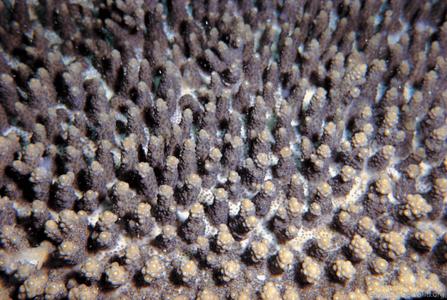 CotW preview: Acropora dendrum