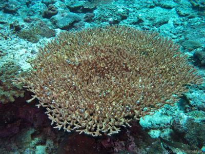 CotW: Acropora dendrum