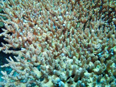 CotW: Acropora dendrum