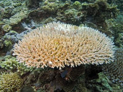 CotW: Acropora dendrum