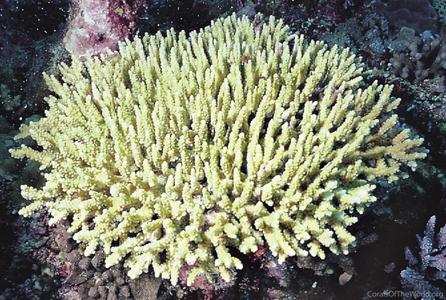 CotW: Acropora dendrum