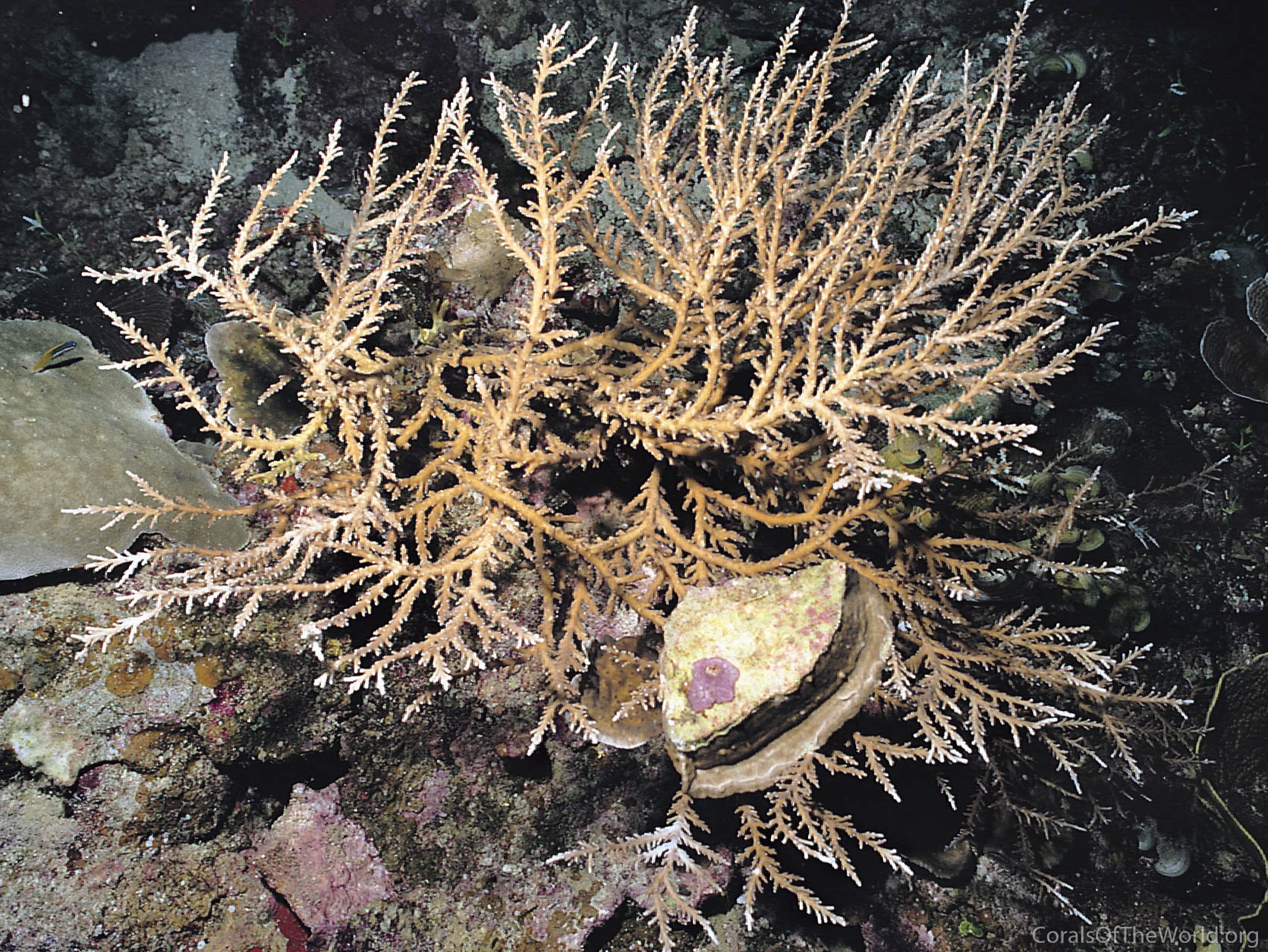 Acropora derawanensis