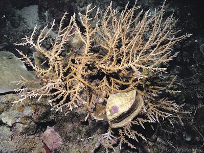 CotW: Acropora derawanensis