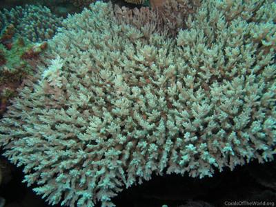 CotW preview: Acropora desalwii