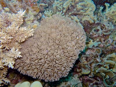 CotW: Acropora desalwii