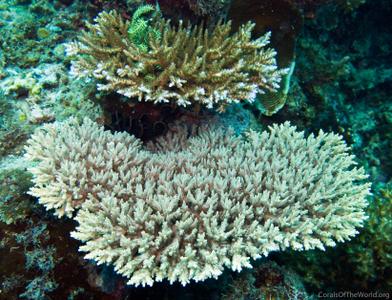 CotW: Acropora desalwii