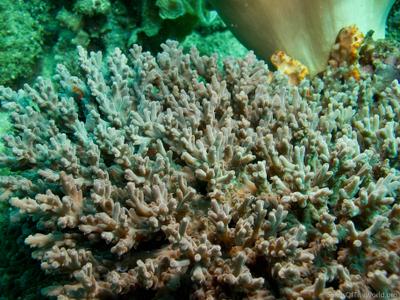 CotW: Acropora desalwii