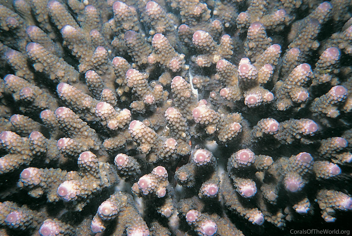 Acropora digitifera