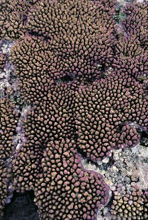 CotW preview: Acropora digitifera