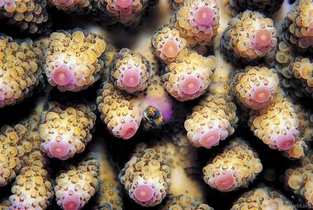CotW: Acropora digitifera