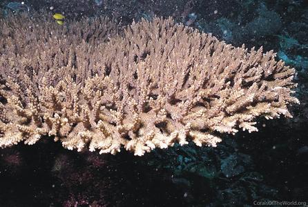 CotW preview: Acropora divaricata