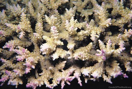 CotW: Acropora divaricata