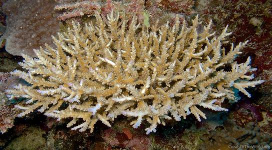CotW: Acropora divaricata