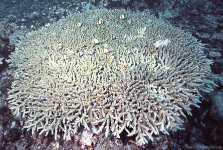 CotW preview: Acropora donei