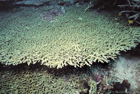 CotW: Acropora donei