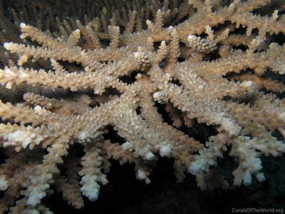 CotW: Acropora donei