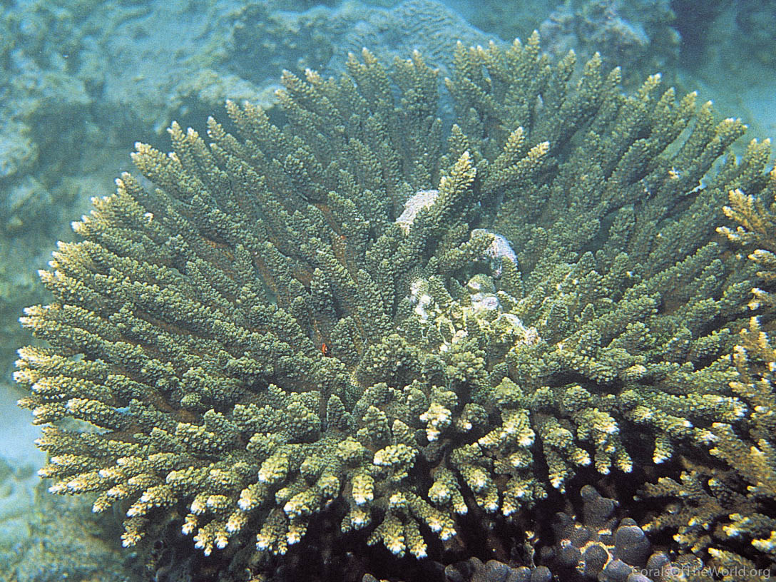Acropora downingi
