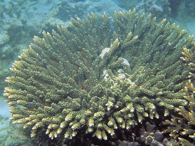 CotW: Acropora downingi
