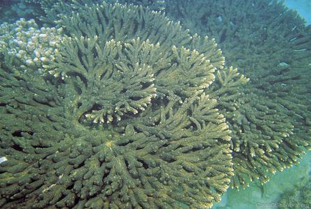CotW: Acropora downingi