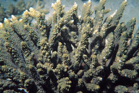 CotW: Acropora downingi