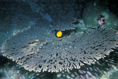 CotW: Acropora downingi