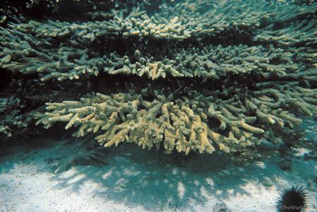 CotW: Acropora downingi