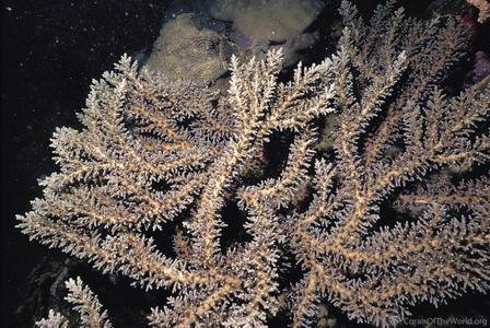CotW preview: Acropora echinata
