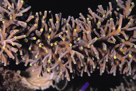CotW: Acropora echinata