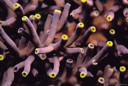 CotW: Acropora echinata