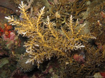 CotW: Acropora echinata