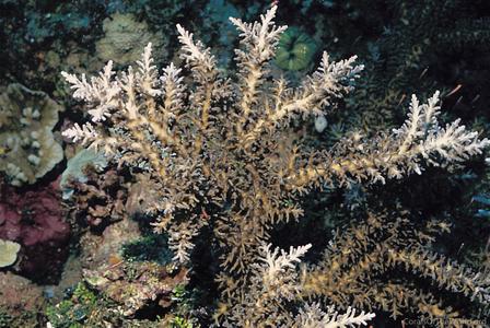 CotW: Acropora echinata