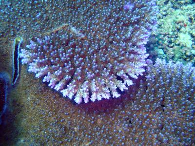CotW preview: Acropora efflorescens