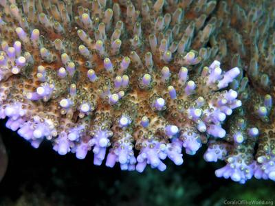 CotW preview: Acropora efflorescens