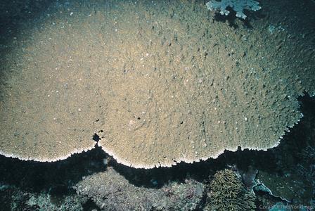 CotW: Acropora efflorescens