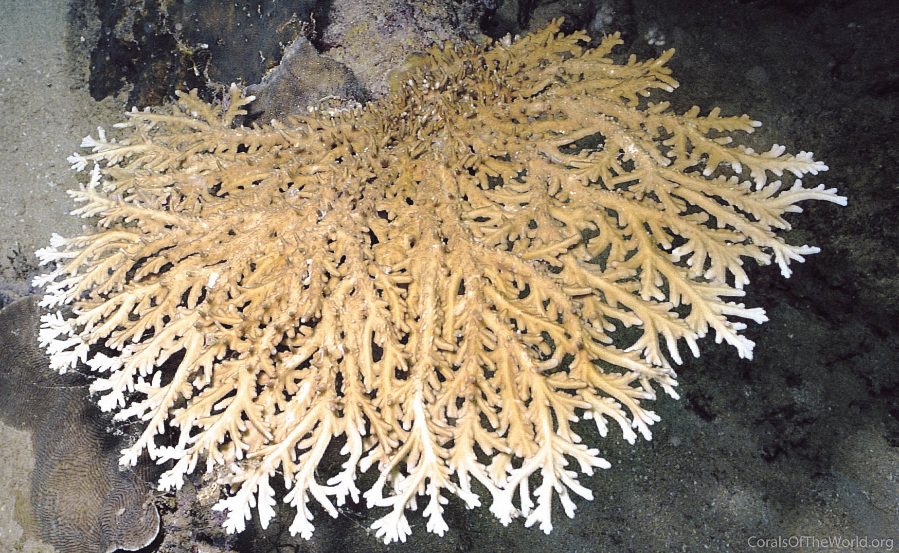 Acropora elegans