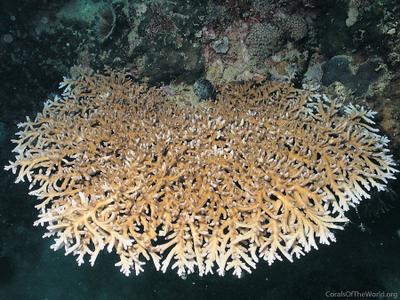 CotW: Acropora elegans