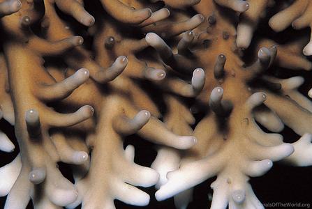 CotW: Acropora elegans