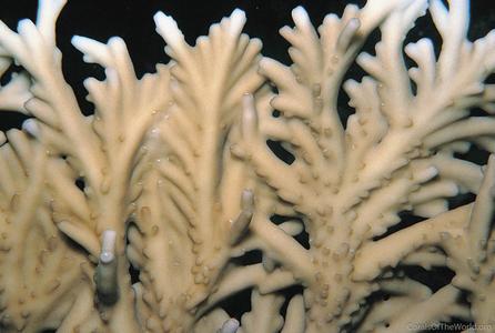CotW: Acropora elegans