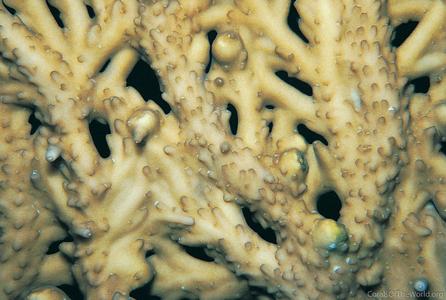 CotW: Acropora elegans