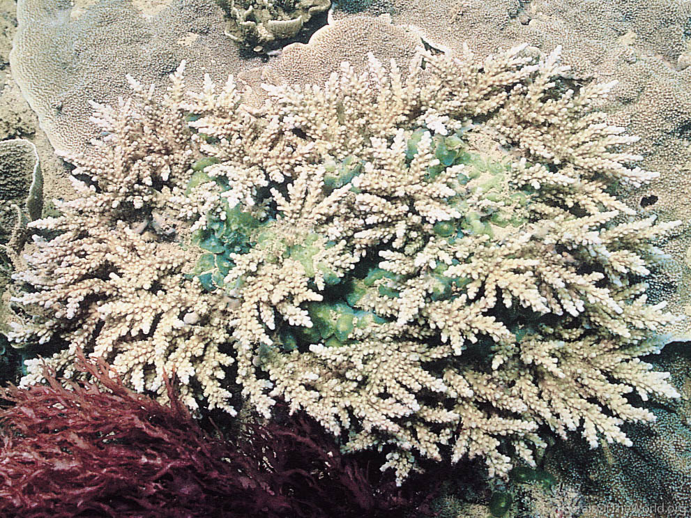 Acropora elegantula